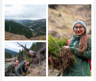 Ralufineart's Dedication to Reforestation