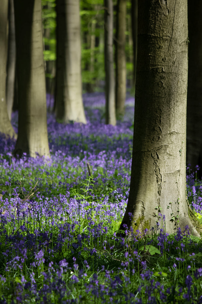 The Blue Forest  - Halle, Belgium