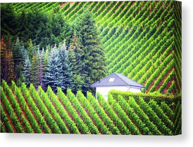 Vineyards  - Canvas Print