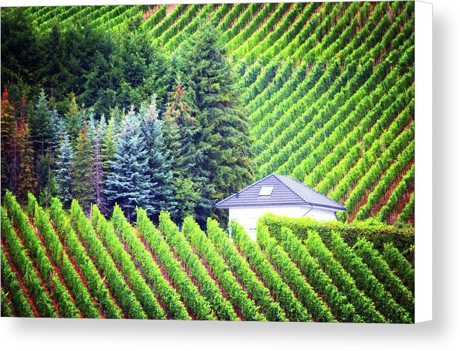 Vineyards  - Canvas Print