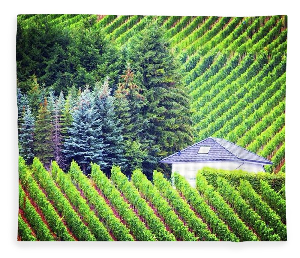 Vineyards  - Blanket