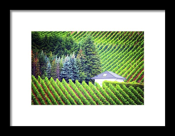 Vineyards  - Framed Print