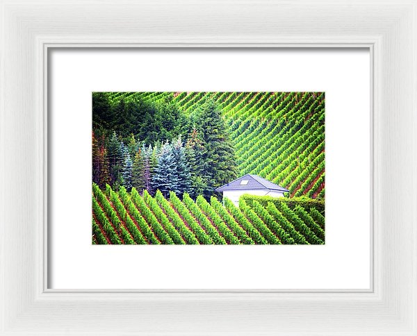 Vineyards  - Framed Print