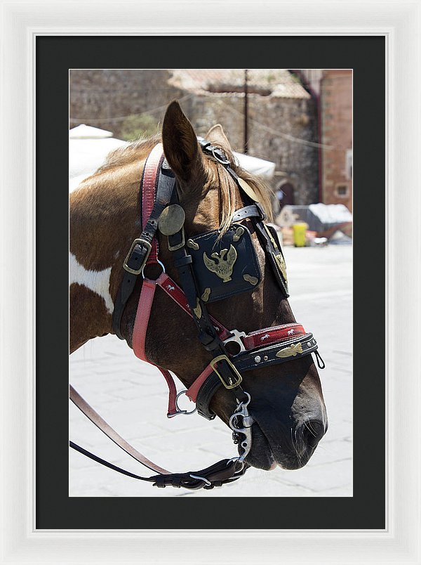 A Horse's Life - Framed Print