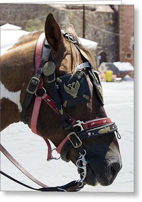 A Horse's Life - Greeting Card