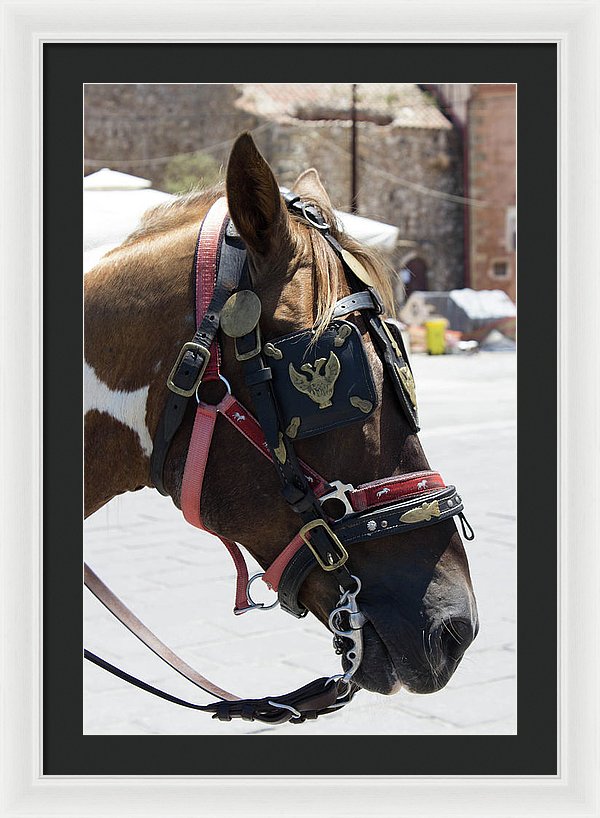 A Horse's Life - Framed Print