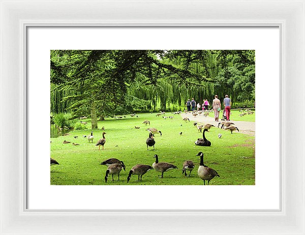 A Leap From Urban To Serene - Framed Print