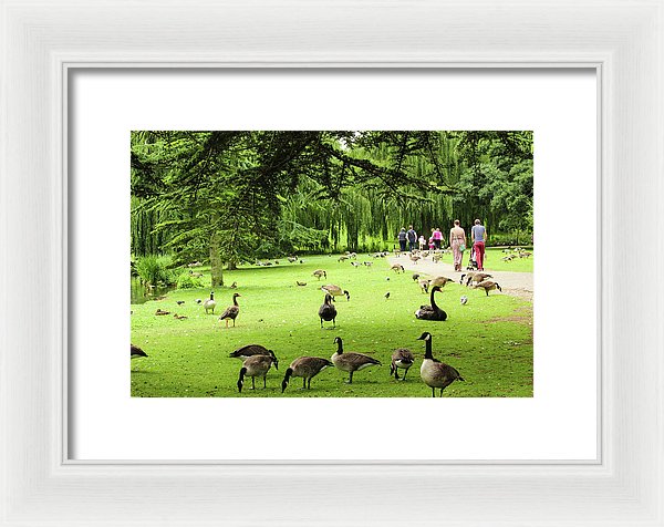 A Leap From Urban To Serene - Framed Print