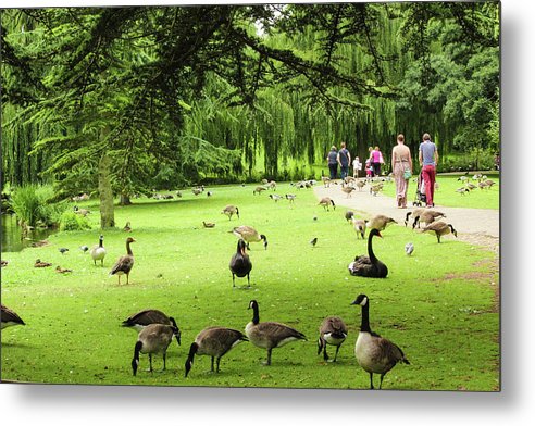 A Leap From Urban To Serene - Metal Print