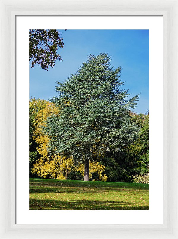 Autumn Leaf Color - Framed Print