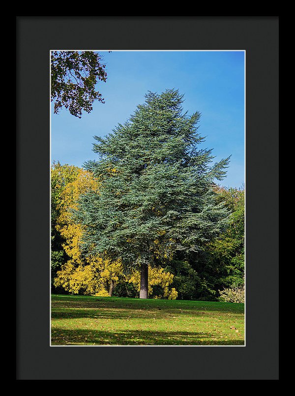 Autumn Leaf Color - Framed Print