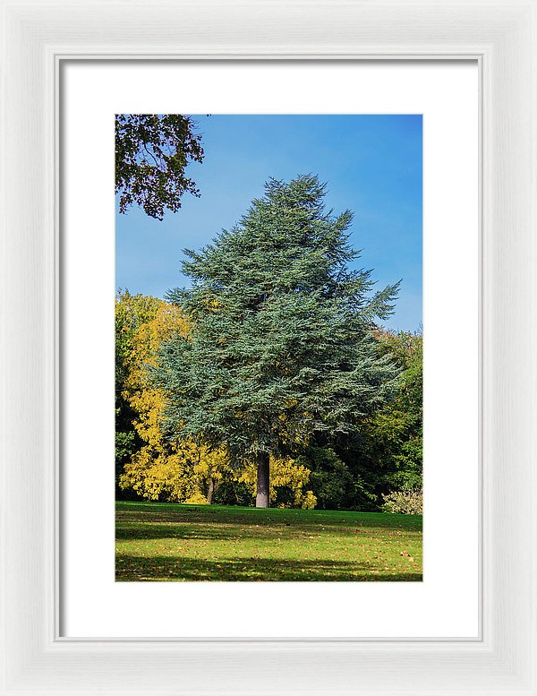 Autumn Leaf Color - Framed Print