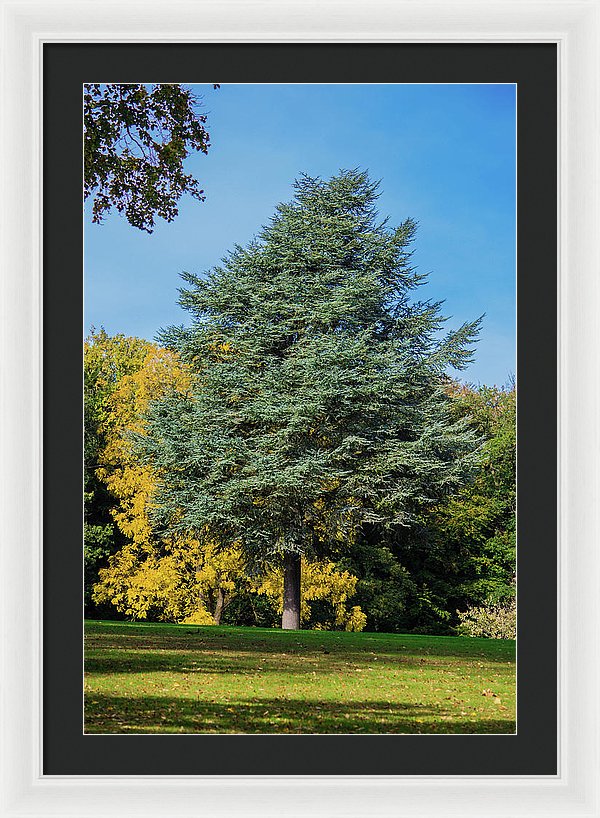 Autumn Leaf Color - Framed Print