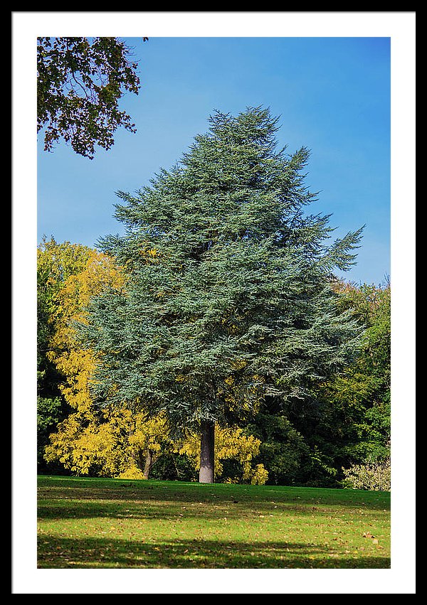 Autumn Leaf Color - Framed Print