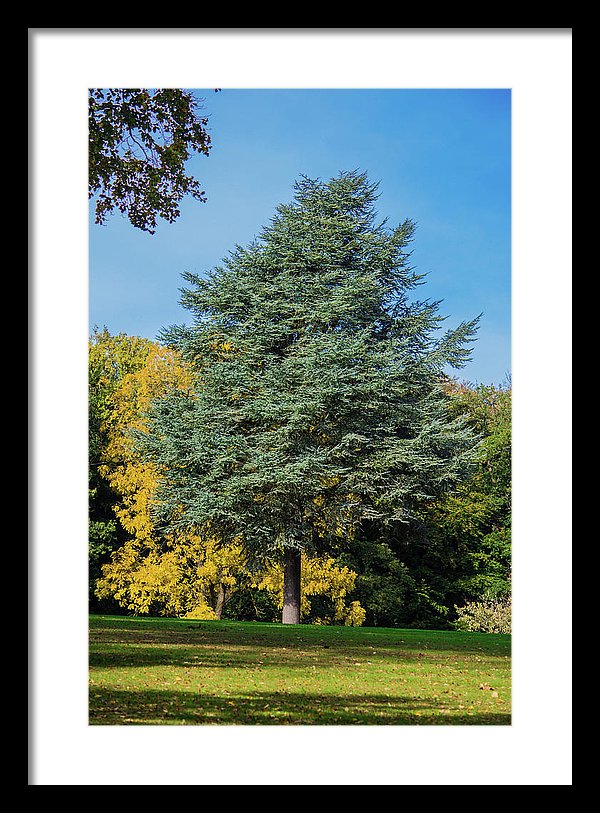 Autumn Leaf Color - Framed Print