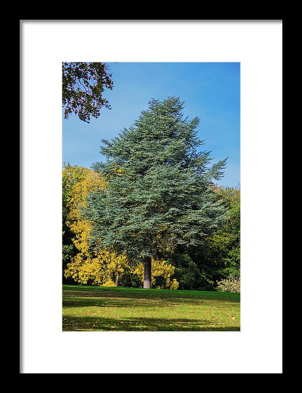 Autumn Leaf Color - Framed Print