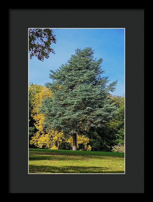 Autumn Leaf Color - Framed Print