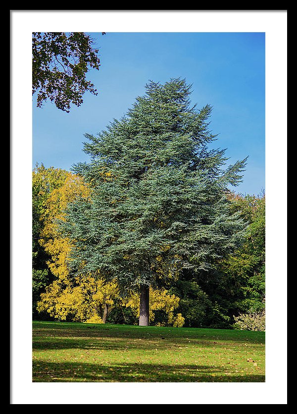 Autumn Leaf Color - Framed Print