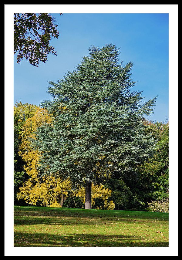 Autumn Leaf Color - Framed Print