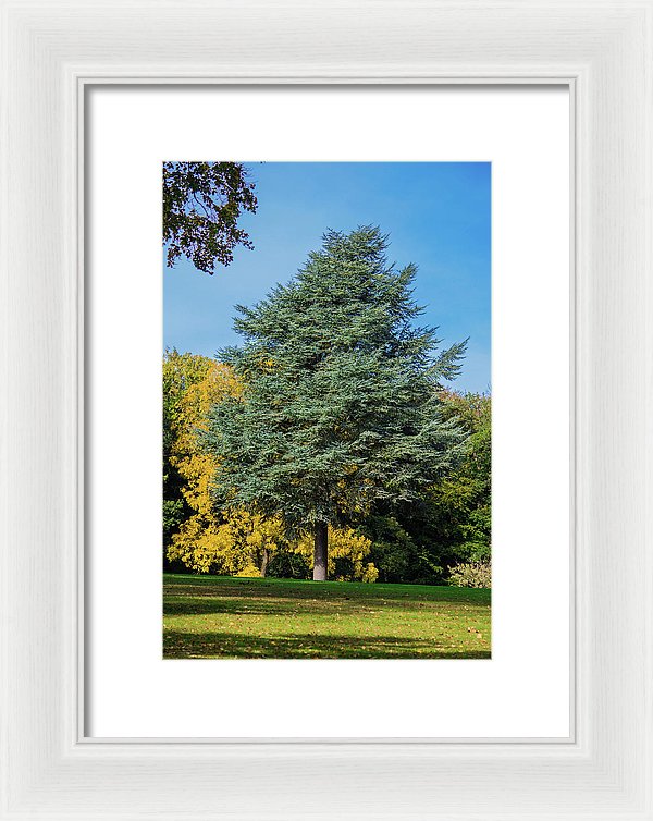 Autumn Leaf Color - Framed Print