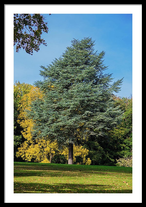 Autumn Leaf Color - Framed Print