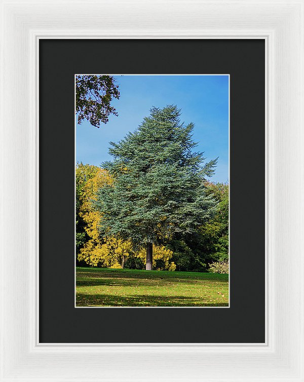 Autumn Leaf Color - Framed Print