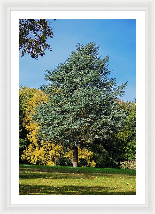 Autumn Leaf Color - Framed Print