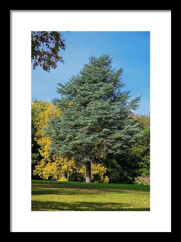 Autumn Leaf Color - Framed Print