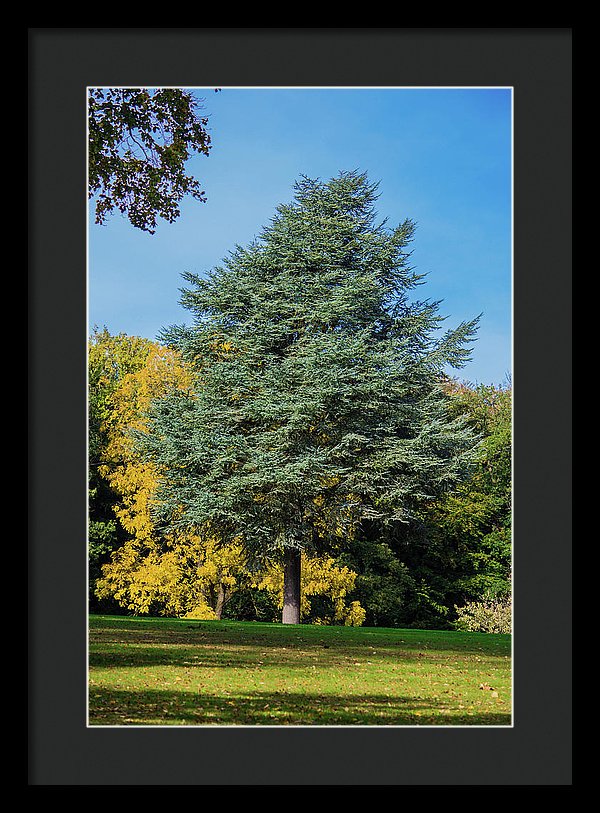 Autumn Leaf Color - Framed Print