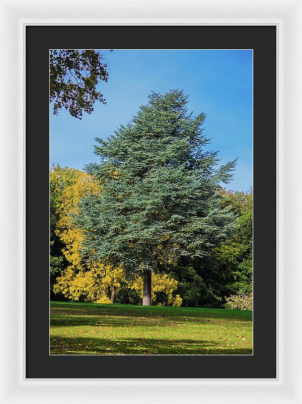 Autumn Leaf Color - Framed Print