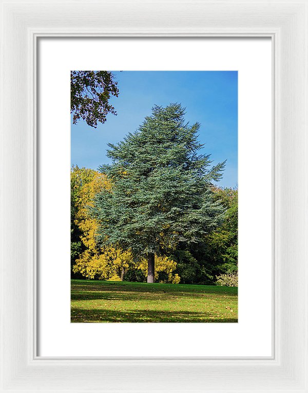 Autumn Leaf Color - Framed Print