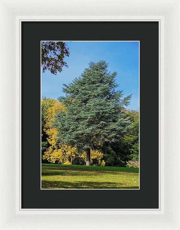 Autumn Leaf Color - Framed Print