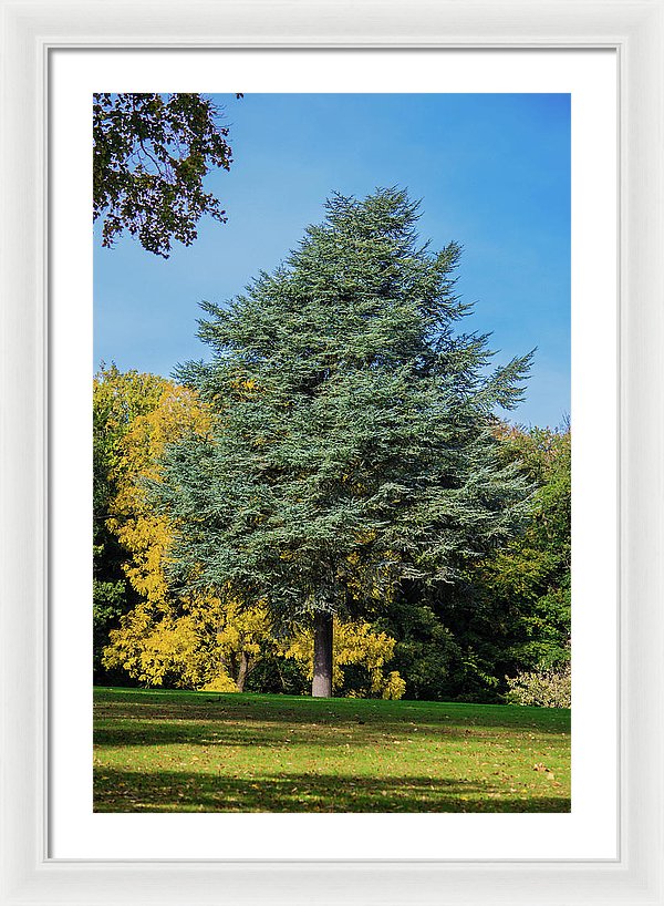 Autumn Leaf Color - Framed Print