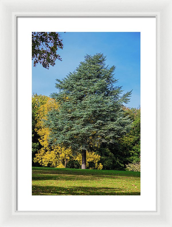 Autumn Leaf Color - Framed Print