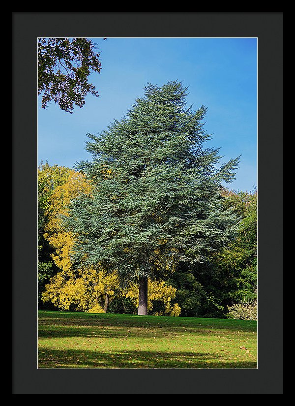 Autumn Leaf Color - Framed Print