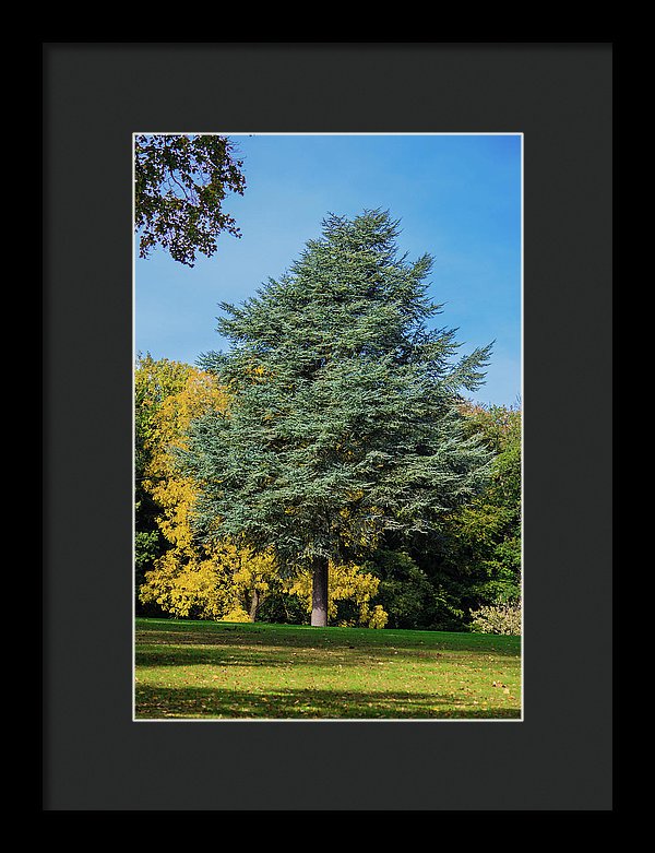 Autumn Leaf Color - Framed Print