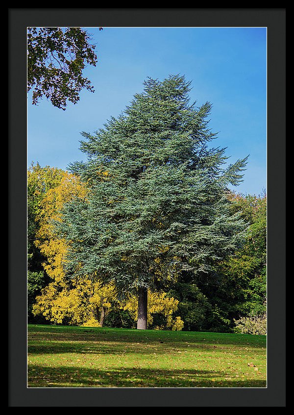 Autumn Leaf Color - Framed Print