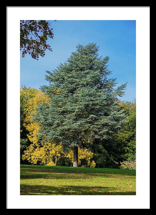 Autumn Leaf Color - Framed Print