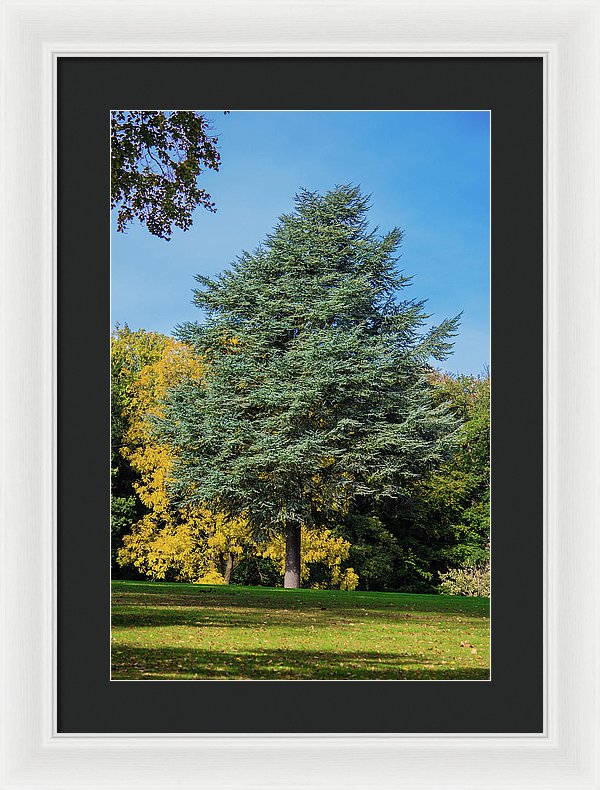 Autumn Leaf Color - Framed Print