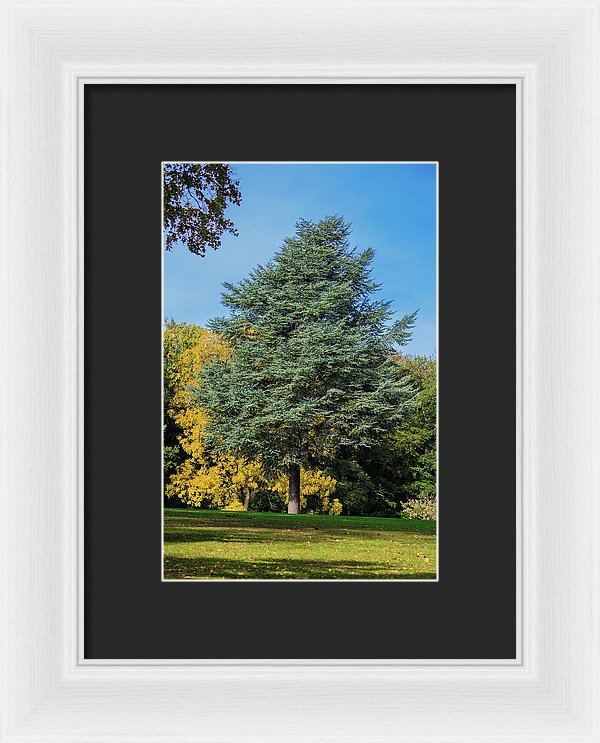 Autumn Leaf Color - Framed Print