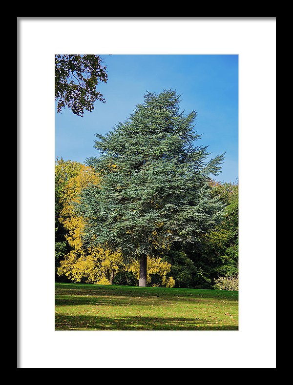 Autumn Leaf Color - Framed Print