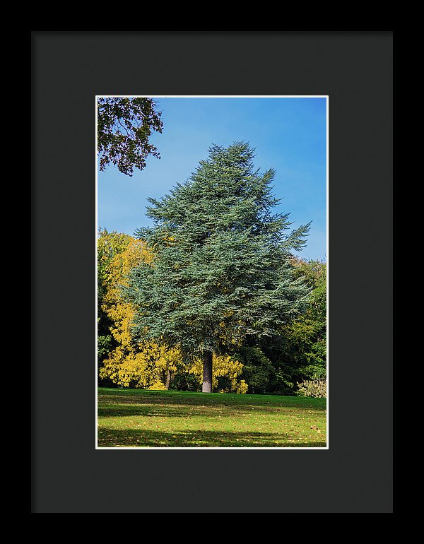 Autumn Leaf Color - Framed Print