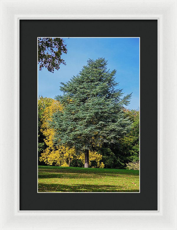 Autumn Leaf Color - Framed Print