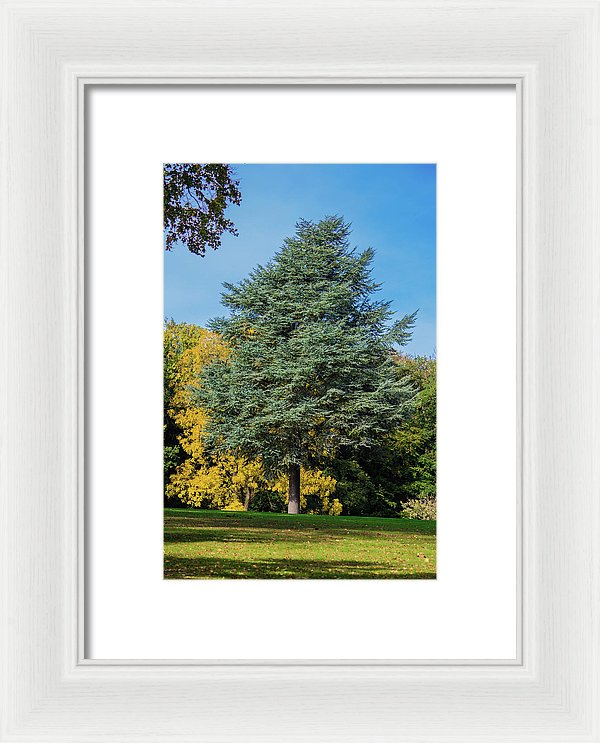 Autumn Leaf Color - Framed Print