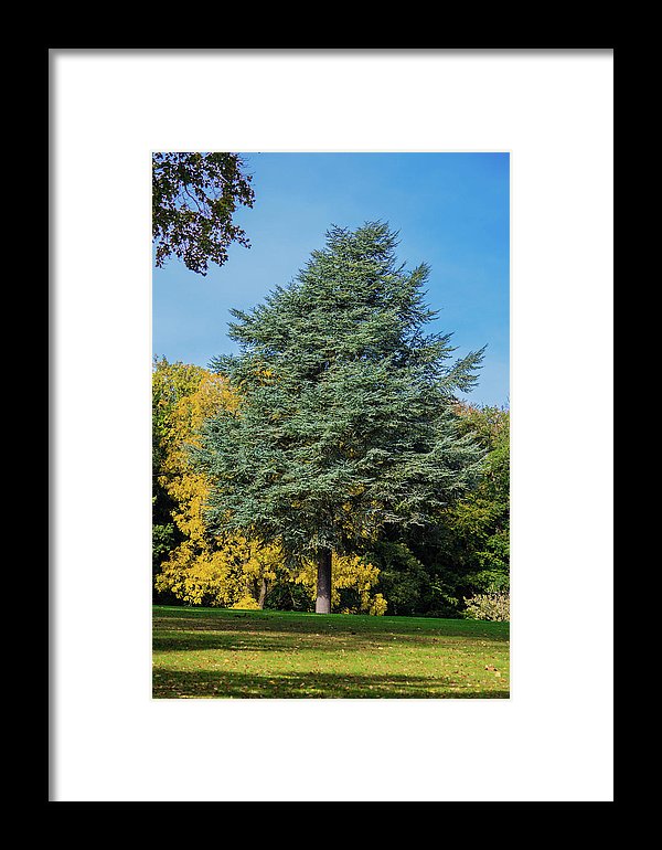 Autumn Leaf Color - Framed Print