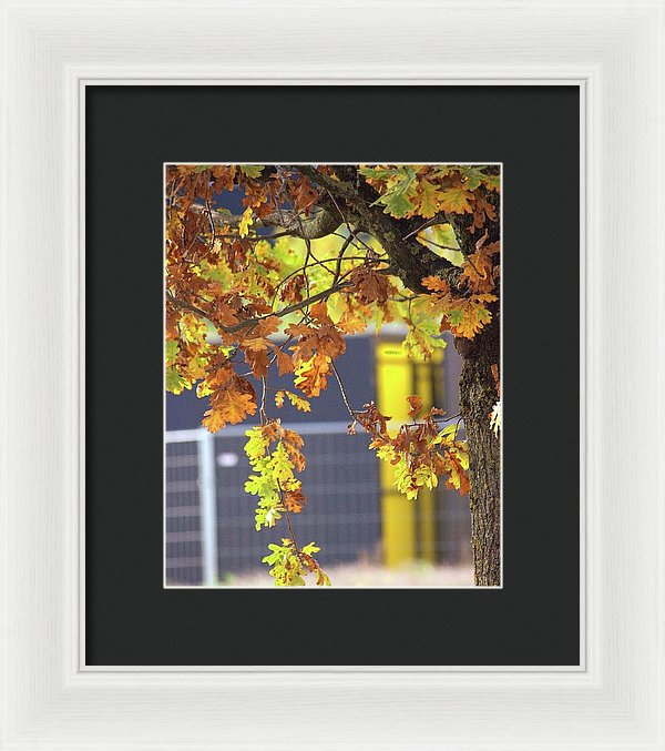 Autumn Leaves - Framed Print