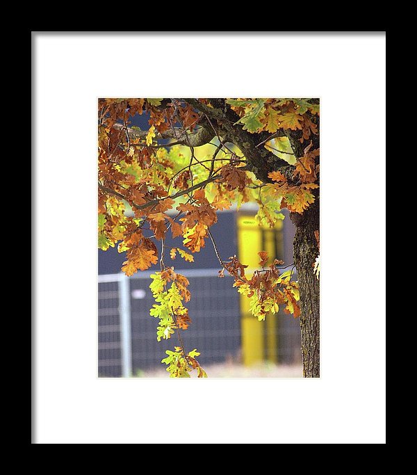 Autumn Leaves - Framed Print