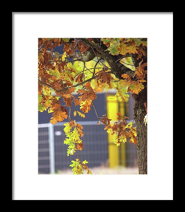 Autumn Leaves - Framed Print