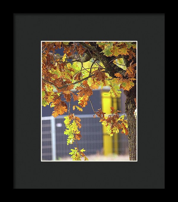 Autumn Leaves - Framed Print