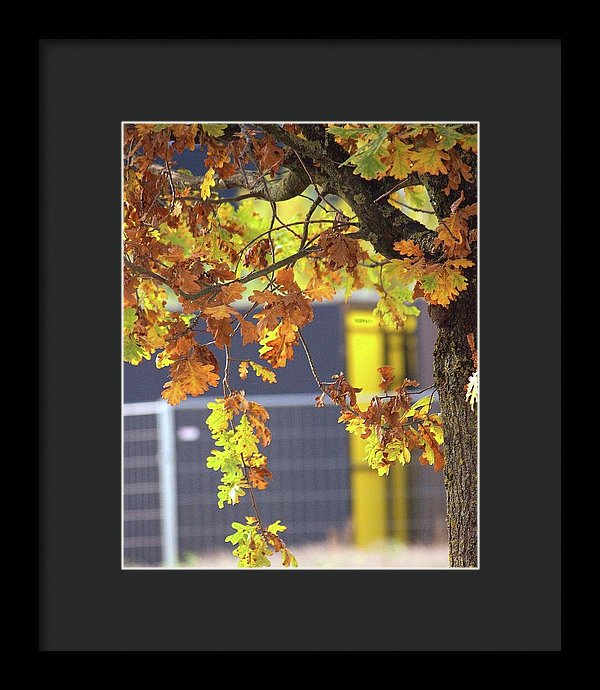 Autumn Leaves - Framed Print